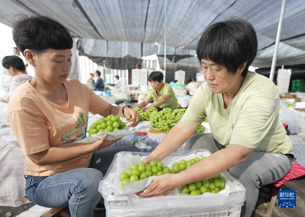 赢红包提现的游戏
